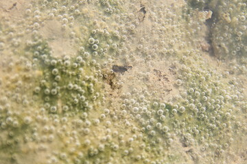 burbujas marinas algas