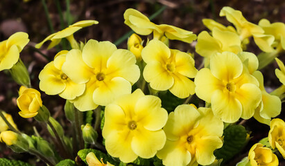 Blooming yellow primrose in the spring garden.