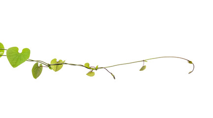 Twisted jungle vines liana plant with heart shaped green leaves isolated on white background,...