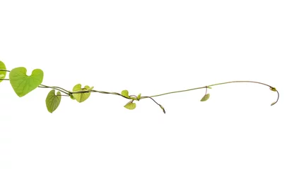 Foto op Canvas Twisted jungle vines liana plant with heart shaped green leaves isolated on white background, clipping path included. © AungMyo