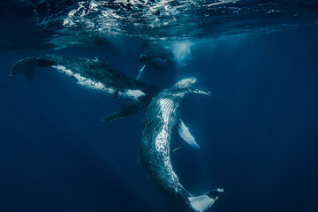 Naklejka premium humpback whales at play in crystal clear blue waters of the Pacific Ocean in Tonga