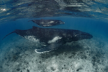 Fototapeta premium Female humpback whale with calf 