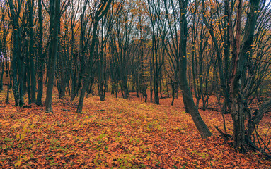 Autumn woods