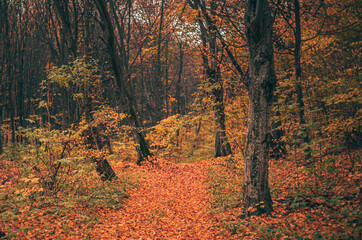 Fototapeta premium Autumn woods