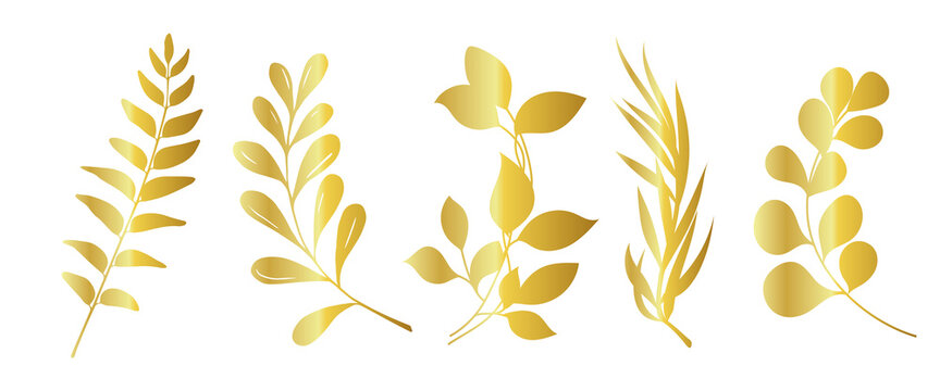 Set of beautiful gold leaves plants, leaves, plant design. Vector illustration .