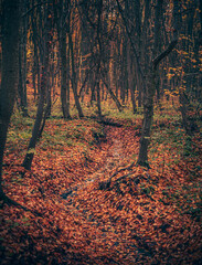 Autumn woods