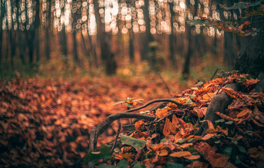 Autumn woods