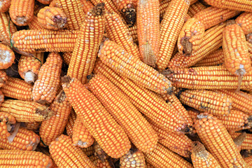 Fototapeta na wymiar Mature corncobs piled up in the countryside of North China