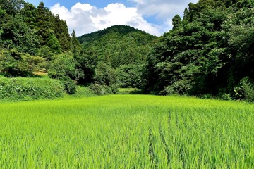Sado island green fields
