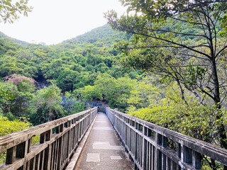 bridge in the forest