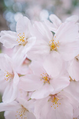 桜 Cherry Blossom 