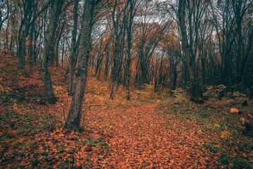 Naklejka premium Autumn woods