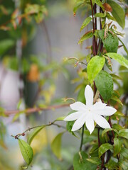 Orange jessamine, Murraya paniculate white flower blooming in garden nature background