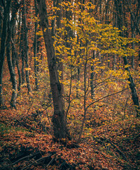 Autumn woods