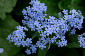 blue flowers are blooming. green bush