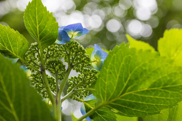 flowers in the forest