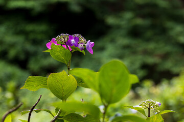 flowers in the forest