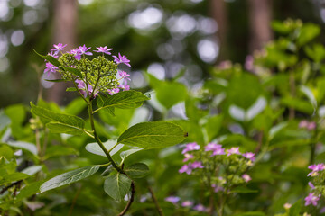 Pink flowers in the forest