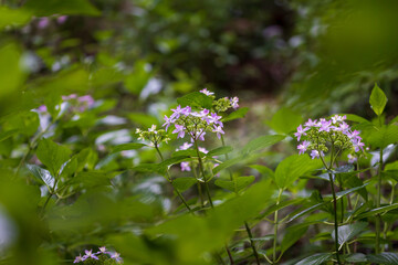 Pink flowers in the forest