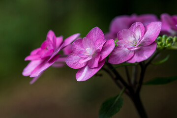 Pink hydrangea flowers in the forest
