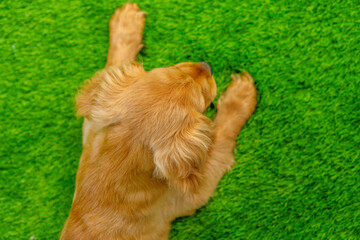 English cocker spaniel puppy lying on the green lawn of the lawn. Top view