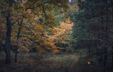 Autumn woods
