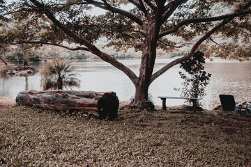 Hermoso Lago Chame árbol en medio del lago.