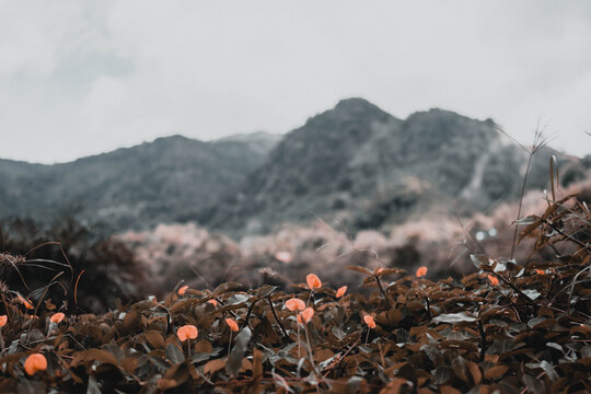 bosque en Chame Panam&aacute;.  Flores y Plantas.