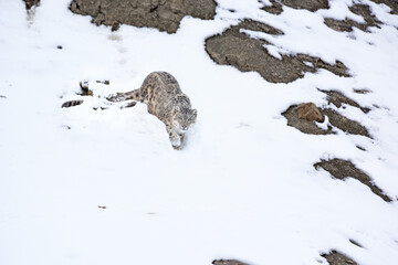 Snow Leopard on snow