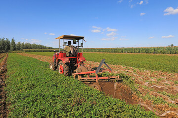 Farmers use agricultural machinery to harvest peanuts