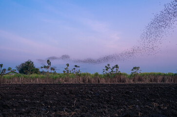 flog of bats fly over agriculture field seeking for food in evening silhouette on twilight sky 