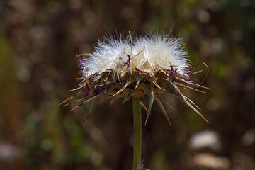 View of dried milk thistle flower with seeds closeup on a dark blurred background. Selective focus