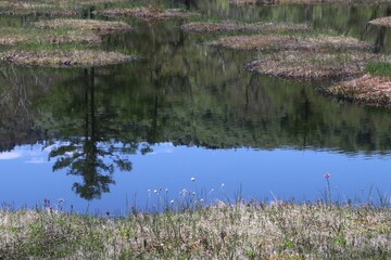 尾瀬/6月。　まだ水芭蕉が咲き残る初夏の尾瀬ヶ原。山、空が写る池。