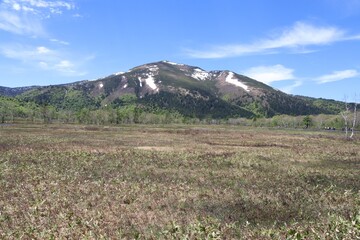 Obraz premium 尾瀬/6月。 まだ水芭蕉が咲き残る初夏の尾瀬ヶ原。残雪を戴く至仏山。