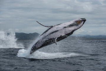Humpback whale breaching out of water along the east coast of Australia
