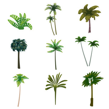 Palm trees tropical exotic plants set. Collection botanical flora jungle tropic nature. Vector cartoon flat style illustration