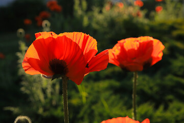 Poppies in backlight in sunset. 