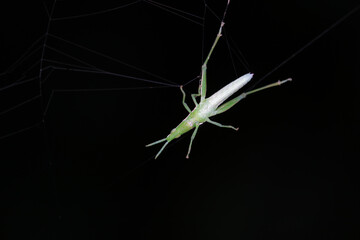 A locust on a black background, North China