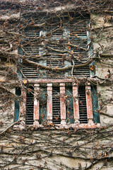 enredadera seca ventana cerrada