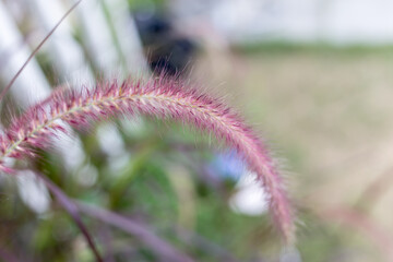 Fountain grass setaceum blurry background