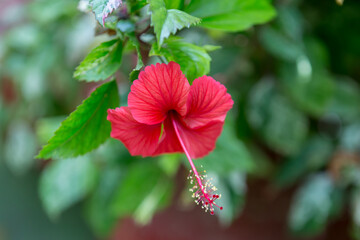 Red petal hibiscus, blurry background