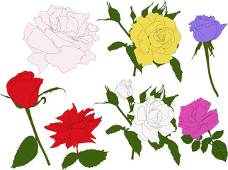 seven colored rose sketches on white