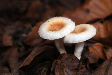 Wild mushrooms in dead leaves, North China