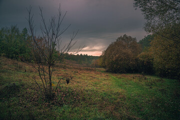 Autumn woods