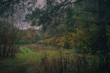 Autumn woods