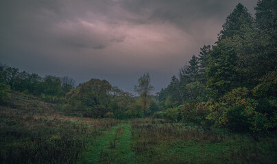 Autumn woods