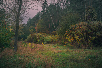 Autumn woods