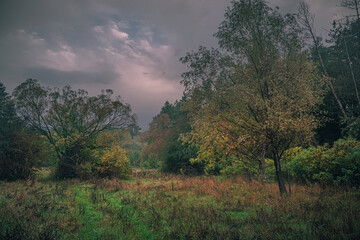 Obraz na płótnie Canvas Autumn woods