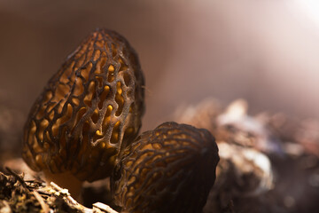 Hallucinogenic mushrooms grow in the natural environment. Artistic lighting. Morel mushrooms.