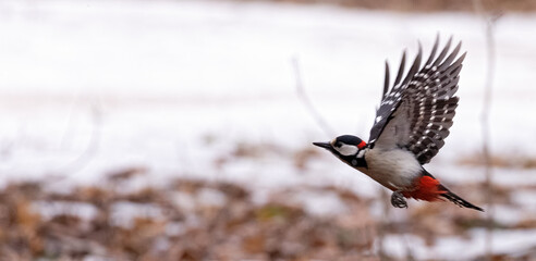 great spotted flying woodpecker at winter - obrazy, fototapety, plakaty